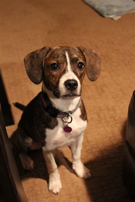our beagle boston mix boglen zoey oh my gosh i have a beagle