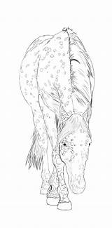 Horse Appaloosa Coloring Pages Getdrawings sketch template