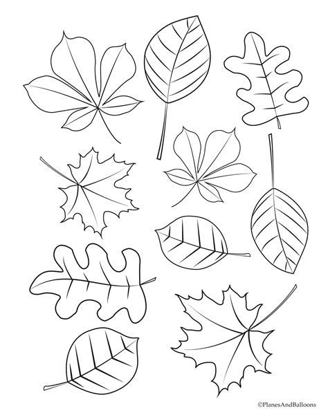 types  leaves coloring pages