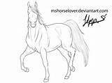 Arabian تلوين Lineart الخيل للكبار Moh 33a Stallion sketch template