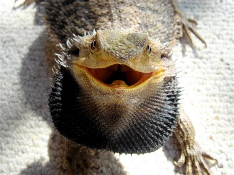 joys  reptile keeping  awesome reptiles bearded dragons