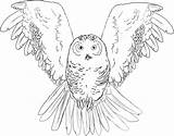 Owl Coloring Printable Pages Easy Drawing Owls Drawings Snowy Getdrawings Draw sketch template
