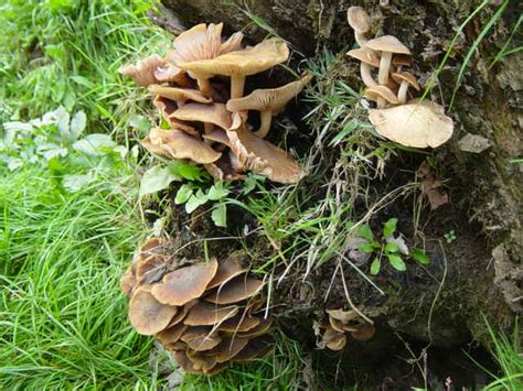 Mushrooms Of Nw Arkansas Pics Mushroom Hunting And Identification
