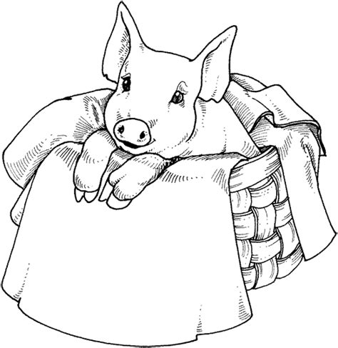 coloring page pig animal coloring pages