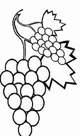 Grapes Wisteria Vine Fruits Colorluna Disimpan sketch template