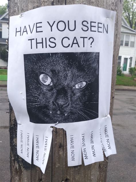 have you seen this cat funny