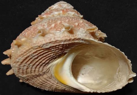 bolma aureola  marcus seashells flickr