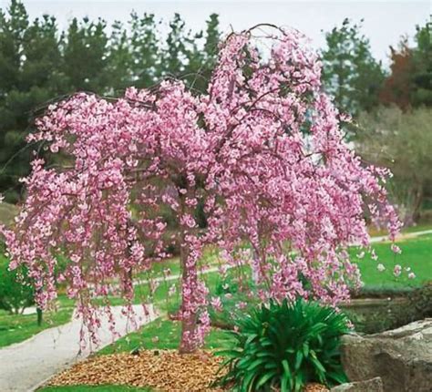 weeping cherry affordable trees