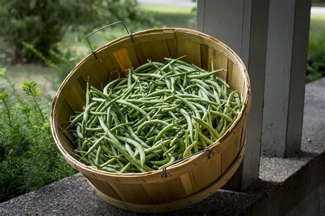 bean growing mistakes  avoid   successful harvest gardening