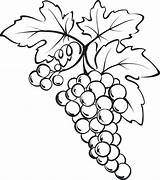 Grape Coloring Vine Grapes Pages Printable Bunch Color Print sketch template