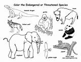 Endangered Extinct Voie Disparition Rainforest Colouring Ancenscp sketch template