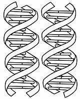 Dna Coloring Double Pages Helix Structure Drawing Printable Molecule Color Sheet Kids Clipart Worksheets Science Worksheet Biology Adn Book Del sketch template