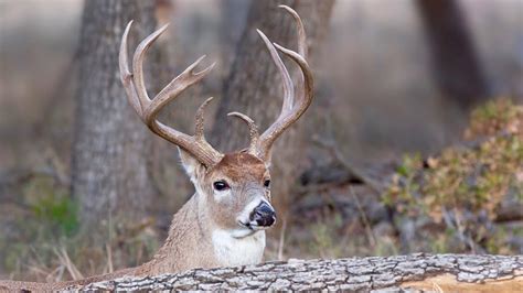 buck blunders  whitetail behaviour myths    blowing