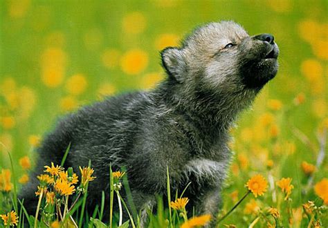 awooo youll howl   wolf pups baby animal zoo