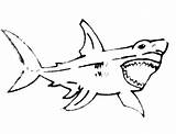 Jaws Coloring Pages Sketch Shark School Tocolor sketch template