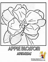 Coloring Alabama State Pages Symbols Flower Popular sketch template