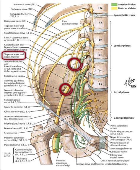 1000 Ideas About Femoral Nerve On Pinterest
