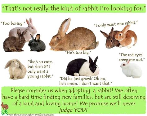 het vrolijke konijnenhol soorten konijntjes
