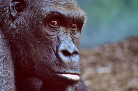 skull study suggests pre humans werent  bright  modern apes upicom