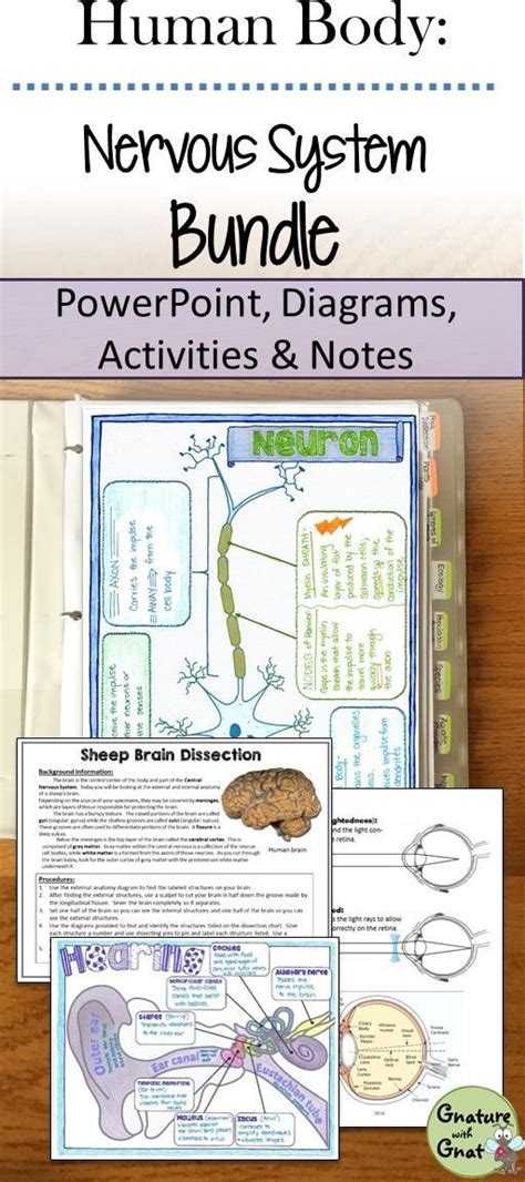 human body nervous system worksheet  powerpoint diagrams