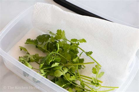 store cilantro  kitchen herbs