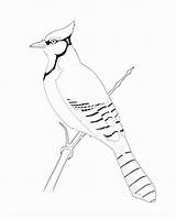 Blue Bird Preto Branco Birds Jay Template Coloring Templates Printable Silhouette Pássaros Desenhos sketch template