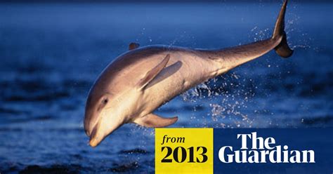 rare dolphin killed in boat hit and run wildlife the guardian