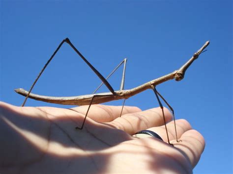 bicho pau dono  titulo de maior inseto  mundo