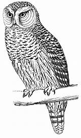 Owl Digital Hawk Stamp Coloring Kids Stamps Vintage Printable Clipart Pages Birds Right Click Save Animal Etc Clip Downloads Medium sketch template