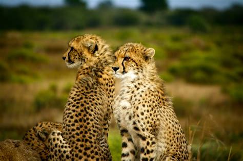 kostenlose foto landschaft natur tierwelt afrika zwei zusammen