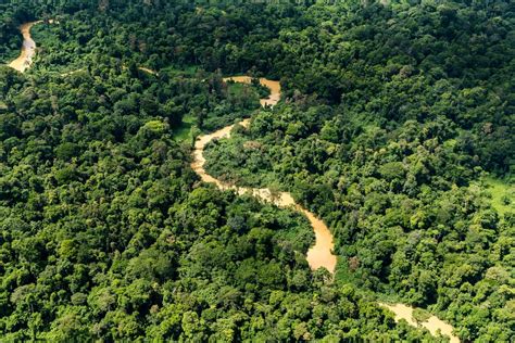 late  save  amazon rainforest scientists