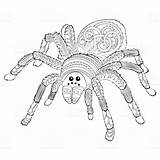 Spinne Ausmalbilder Malvorlagen sketch template