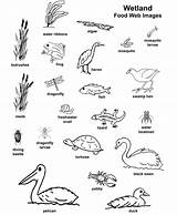 Wetlands Worksheets Rainforest Wetland Grassland Worksheet Ecosystem Marsh sketch template