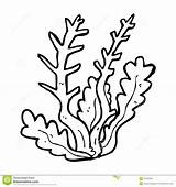 Algas Corales Clipart Seaweed sketch template