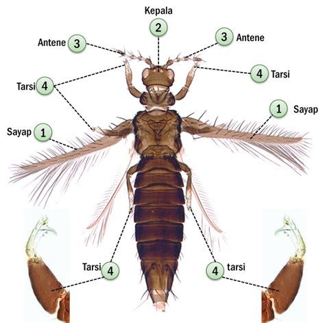mengenal ordo serangga hama thyasanoptera