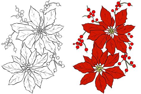 poinsettia flower coloring page  stock photo public domain pictures
