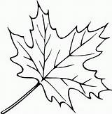 Coloring Leaves Autumn Fall Pages Leaf Color Printable Clipart Drawing sketch template