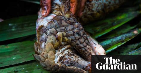 Pangolins The World S Most Illegally Traded Mammal In Pictures