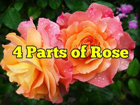 parts  rose rockets garden