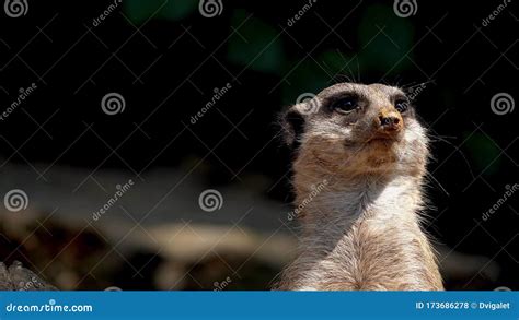 young meerkat raised  neck  head    stock photo image  suricatta