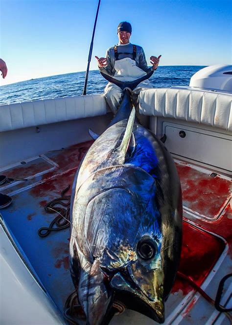 giant bluefin tuna  spinning rod   water