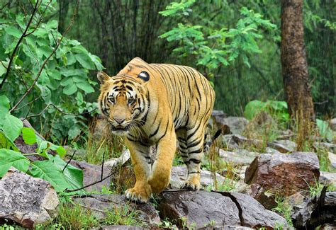 bengal tiger diet habitat facts britannica