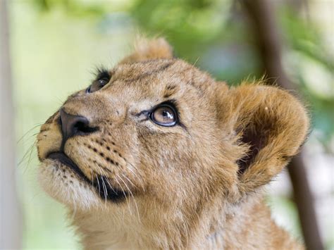 Lion Kitten Cub Muzzle Eyes Wallpapers Hd Desktop