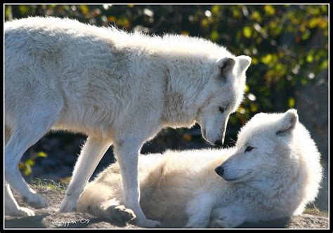 arctic wolves canis lupus arctos canis lupus arctos arctic wolf canis