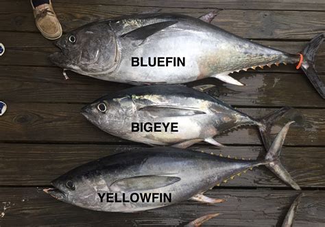 yellowfins  bluefins  bigeyes   ocean city md fishing