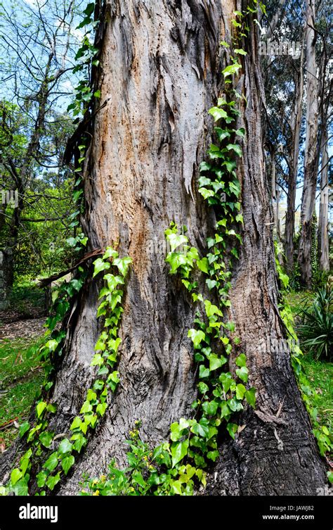 common ivy vine growing   eucalyptus tree trunk stock photo alamy