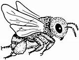 Biene Bienen Bees Ausmalbild Abeille Insekten Wespe Kostenlose Colouring Basteln Abelha Zeichnen Coloriages Supercoloring Maja Ergotherapie Honig Kindern Insects Bumble sketch template