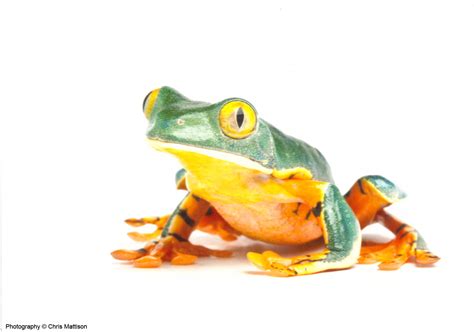 introducing  fabulous frogs app splendid  native innovative
