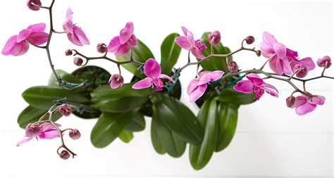 The Orchid Meaning And History Behind This Exotic Flower