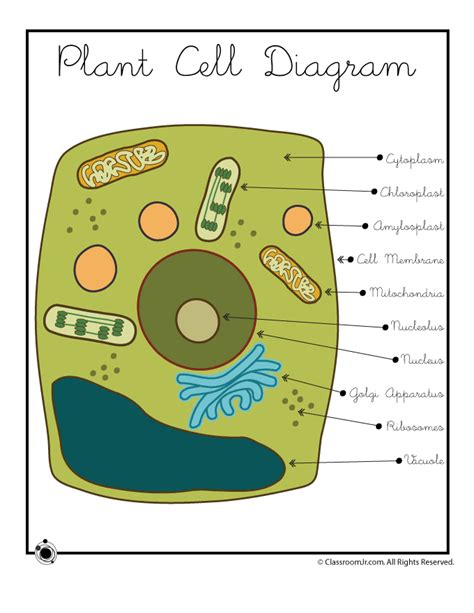 plant cell diagram woo jr kids activities childrens publishing